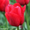 cerveny tulipan triumph ile de france 1