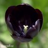 cerny tulipan triumph queen of night 4