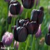 cerny tulipan triumph queen of night 5