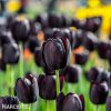 cerny tulipan triumph queen of night 7