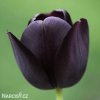 cerny tulipan triumph queen of night 1