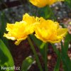 zluty trepenity tulipan maja 5