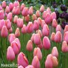 ruzovy tulipan triumph menton 2