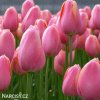 ruzovy tulipan triumph menton 3