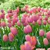 ruzovy tulipan triumph menton 4