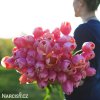 ruzovy tulipan triumph menton 5
