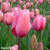 ruzovy tulipan triumph menton 7