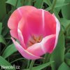 ruzovy tulipan triumph menton 8