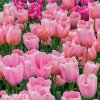 ruzovy tulipan triumph menton 9