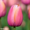 ruzovy tulipan triumph menton 1