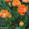 oranzovy plnokvety tulipan willem van oranje 5