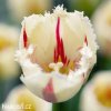 bilocerveny trepenity tulipan carousel 4