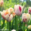 bilocerveny trepenity tulipan carousel 5