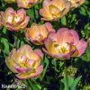 zlutoruzovy plnokvety tulipan creme upstar 2