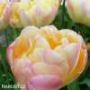 zlutoruzovy plnokvety tulipan creme upstar 4