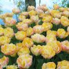 zlutoruzovy plnokvety tulipan creme upstar 5