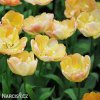 zlutoruzovy plnokvety tulipan creme upstar 7