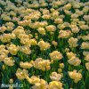 zlutoruzovy plnokvety tulipan creme upstar 8