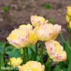 zlutoruzovy plnokvety tulipan creme upstar 9