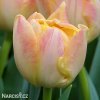 zlutoruzovy plnokvety tulipan creme upstar 10