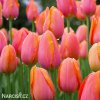 ruzovy tulipan triumph dordogne 2