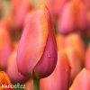 ruzovy tulipan triumph dordogne 3