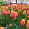 ruzovy tulipan triumph dordogne 4