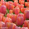 ruzovy tulipan triumph dordogne 5