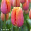ruzovy tulipan triumph dordogne 6