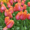 ruzovy tulipan triumph dordogne 7