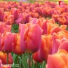ruzovy tulipan triumph dordogne 8