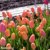 ruzovy tulipan triumph dordogne 9