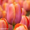 ruzovy tulipan triumph dordogne 1
