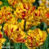 zlutocerveny plnokvety tulipan golden nizza 2