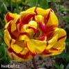 zlutocerveny plnokvety tulipan golden nizza 3