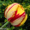 zlutocerveny plnokvety tulipan golden nizza 6