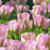 ruzovy tulipan triumph groenland 2