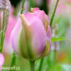 ruzovy tulipan triumph groenland 3