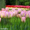 ruzovy tulipan triumph groenland 4
