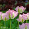 ruzovy tulipan triumph groenland 5
