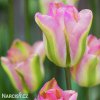 ruzovy tulipan triumph groenland 6