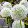 bily Česnek Allium Mount Everest 6