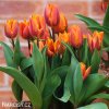 oranzovy tulipan Prinses Irene 2
