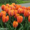 oranzovy tulipan Prinses Irene 3