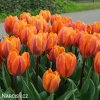 oranzovy tulipan Prinses Irene 3