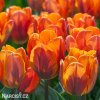 oranzovy tulipan Prinses Irene 4
