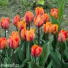 oranzovy tulipan Prinses Irene 5