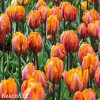 oranzovy tulipan Prinses Irene 6