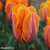 oranzovy tulipan Prinses Irene 1