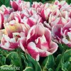 ruzovy plnokvety tulipan top lips 4